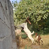 بز کهره عنبرآباد