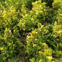 فروش شمشاد سبز وطلایی ریشه لخت