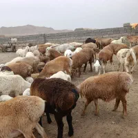 بره چینی|حیوانات مزرعه|زیرکوه, |دیوار