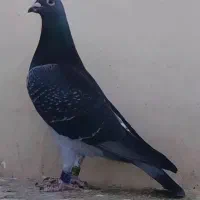 مولد استوک و نشسته