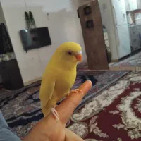 یک جفت فنج