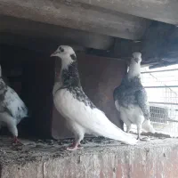 تک پر جوان