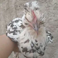 فروش مرغ تخمگذار
