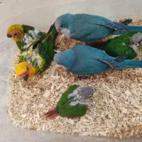 طوطی راهب خورشیدی گرینچیک