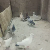 کبوتر گرفتنی