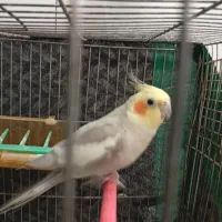 عروس هلندی آهویی