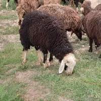 بره نر|حیوانات مزرعه|خرمآباد, |دیوار