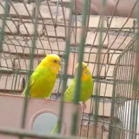 مرغ عشق|پرنده|اهواز, فدک|دیوار