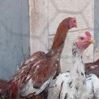 خروس لاری