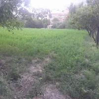 یونجه