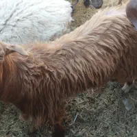 گوسفند نر.چپش