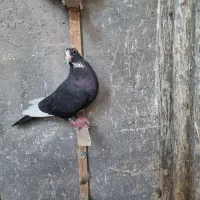 کبوتر ماده