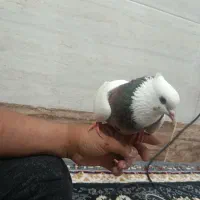 کبوتر طوقی