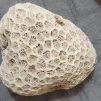 سنگ مرجان