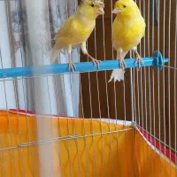 قناری نر وماده با قفس