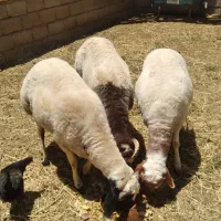 بره گوشتی پرواری