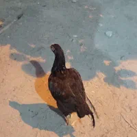 ماده مرغ فروشی