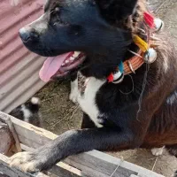 واگذاری  سگ سرابی قدریجونی