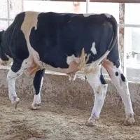 گوساله سیمینتال فول گوشت