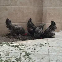 مرغ آمروک