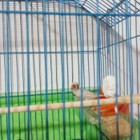 فنج نر