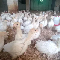 بوقلمون بیوتی6و9پاور جوجه.نیمچه