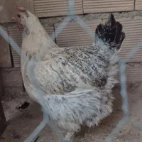 مرغ محلی تخم گذار