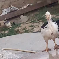 مرغ وخروس گلین