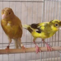 قناری نر 2عدد