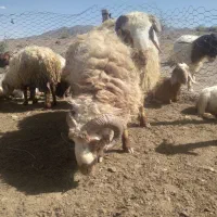 بره