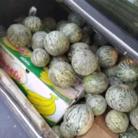 تیل سبز (تیل مگسی)