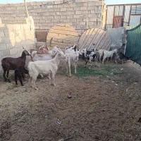 بز و بزغاله