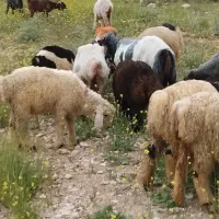 میش بره دارترکی بختیاری