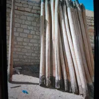 چنار و تخته