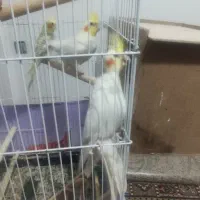 عروس هلندی قفس