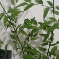 گیاه کمیاه همیشه سبز برای داخل خانه وگل فروشی