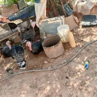 حیوانات بوقلمون
