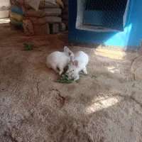 خرگوش