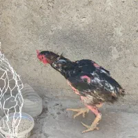 خروس لاری