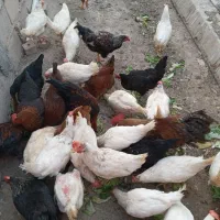 فروش مرغ وخروس