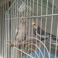 عروسی هلند نرو ماده با قفس