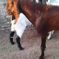 کوت عبدلله  سویسه