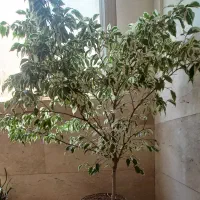 درخت بنجامین ابلق