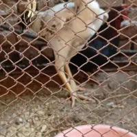 خروس لاری اصل اصل