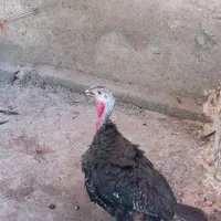بوقلمون ماده