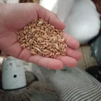 گندم