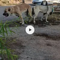 توله ساراب