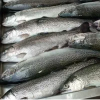 فروش عمده ماهی پرورشی و میگو
