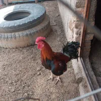 خروس