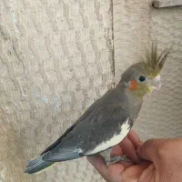 عروس هلندی
